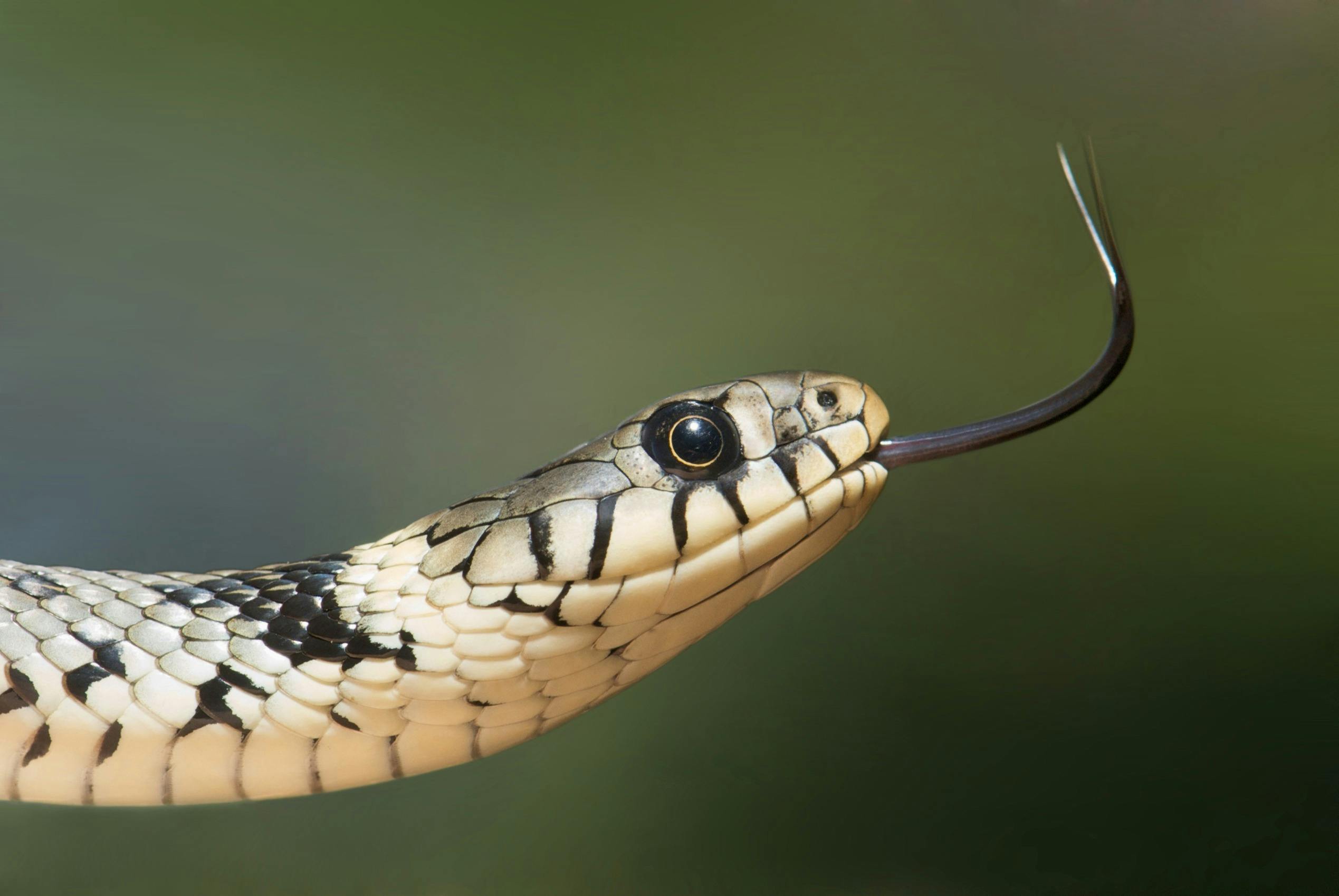 Snake Game
